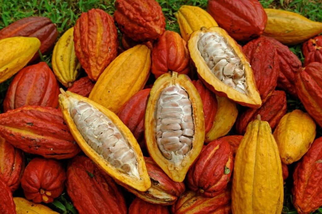 Cacao de México