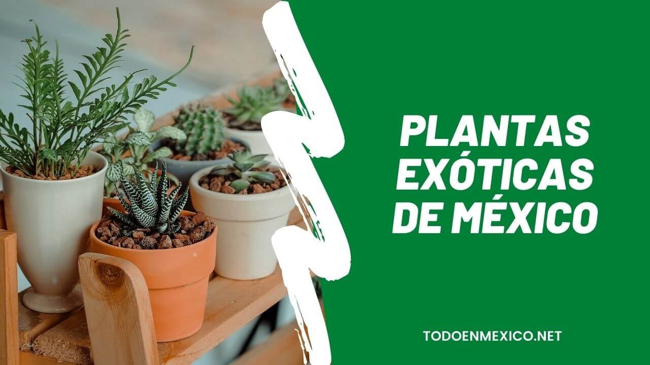 Plantas Exóticas de México